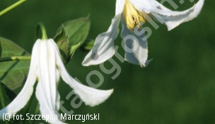 powojnik całolistny 'Alba' - Clematis integrifolia 'Alba' 