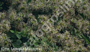 powojnik całolistny 'Rosea' - Clematis integrifolia 'Rosea' 