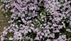 powojnik górski odm.różowa - Clematis montana var.rubens 