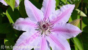 powojnik 'Nelly Moser' - Clematis 'Nelly Moser' 