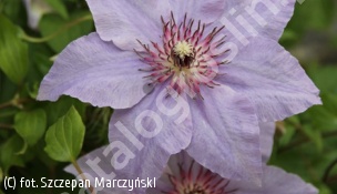powojnik 'The First Lady' - Clematis 'The First Lady' 
