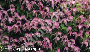 powojnik 'Willy' - Clematis 'Willy' 