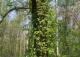 hortensja pnąca - Hydrangea petiolaris 