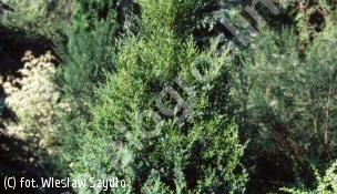 jałowiec chiński 'Obelisk' - Juniperus chinensis 'Obelisk' 
