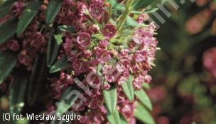 kalmia wąskolistna - Kalmia angustifolia 