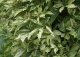 winobluszcz pięciolistkowy STAR SHOWERS 'Monham' - Parthenocissus quinquefolia STAR SHOWERS 'Monham' 