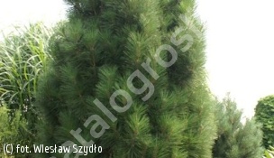 sosna czarna 'Fastigiata' - Pinus nigra 'Fastigiata' 