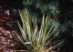 juka karolińska 'Bright Edge' - Yucca filamentosa 'Bright Edge' 