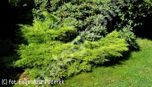 jałowiec Pfitzera 'Old Gold' - Juniperus ×pfitzeriana 'Old Gold' 