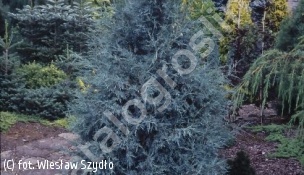 jałowiec skalny 'Blue Heaven' - Juniperus scopulorum 'Blue Heaven' 