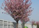 wiśnia piłkowana 'Kanzan' - Prunus serrulata 'Kanzan' 