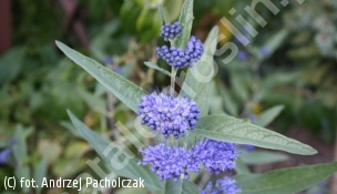 barbula klandońska 'Heavenly Blue' - Caryopteris ×clandonensis 'Heavenly Blue' 