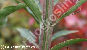 trzmielina oskrzydlona - Euonymus alatus 