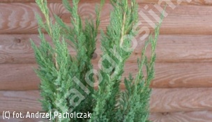 jałowiec płożący 'Alpina' - Juniperus horizontalis 'Alpina' 