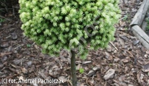 świerk biały 'Dendrofarma Gold' - Picea glauca 'Dendrofarma Gold' PBR