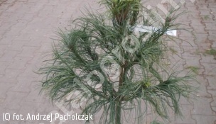 sosna wejmutka 'Torulosa' - Pinus strobus 'Torulosa' 
