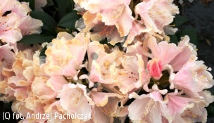 różanecznik 'Dreamland' - Rhododendron 'Dreamland' 