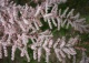 tamaryszek drobnokwiatowy - Tamarix parviflora 
