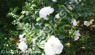 róża 'Blanc Double de Coubert' - Rosa 'Blanc Double de Coubert' 