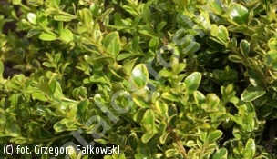 bukszpan drobnolistny 'Golden Triumph' - Buxus microphylla 'Golden Triumph' PBR