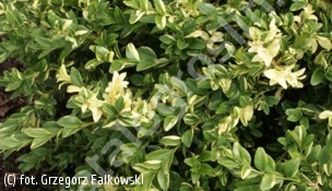 bukszpan wieczniezielony 'Aureovariegata' - Buxus sempervirens 'Aureovariegata' 