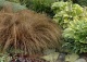 turzyca włosowa 'Bronze Form' - Carex comans 'Bronze Form' 