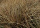 turzyca włosowa 'Bronze Form' - Carex comans 'Bronze Form' 
