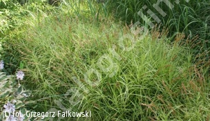 turzyca palmowa - Carex muskingumensis 