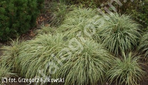 turzyca ptasie łapki 'Variegata' - Carex ornithopoda 'Variegata' 