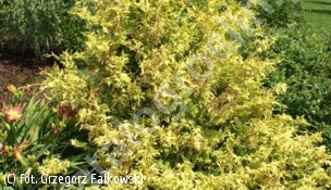 cyprysik groszkowy 'Gold Spangle' - Chamaecyparis pisifera 'Gold Spangle' 