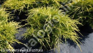 cyprysik groszkowy 'Golden Mop' - Chamaecyparis pisifera 'Golden Mop' 