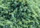szydlica japońska 'Monstrosa Nana' - Cryptomeria japonica 'Monstrosa Nana' 