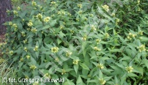 zadrzewnia bezogonkowa - Diervilla sessilifolia 