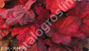 żurawka 'Autumn Leaves' - Heuchera 'Autumn Leaves' 