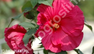 ketmia 'Sultry Kiss' - Hibiscus 'Sultry Kiss' 