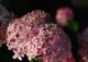 hortensja krzewiasta PINK ANNABELLE 'NCHA1' - Hydrangea arborescens PINK ANNABELLE 'NCHA1' PBR