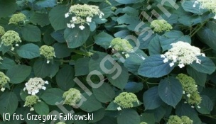 hortensja krzewiasta WHITE DOME 'Dardom' - Hydrangea arborescens WHITE DOME 'Dardom' 