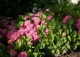 hortensja ogrodowa 'Freudenstein' - Hydrangea macrophylla 'Freudenstein' 