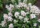 hortensja bukietowa MAGICAL FLAME 'Bokratorch' - Hydrangea paniculata MAGICAL FLAME 'Bokratorch' PBR