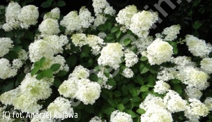 hortensja bukietowa 'Silver Dollar' - Hydrangea paniculata 'Silver Dollar' 