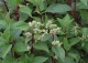 hortensja bukietowa 'Wim's Red' - Hydrangea paniculata 'Wim's Red' 