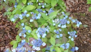 hortensja piłkowana 'Blue Billow' - Hydrangea serrata 'Blue Billow' 