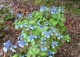 hortensja piłkowana 'Blue Billow' - Hydrangea serrata 'Blue Billow' 