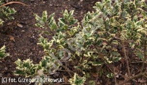 ostrokrzew kolczasty 'Ferox Argentea' - Ilex aquifolium 'Ferox Argentea' 