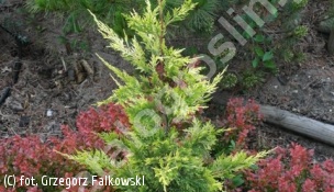 jałowiec chiński 'Aurea' - Juniperus chinensis 'Aurea' 