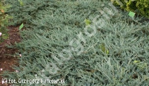 jałowiec płożący 'Yukon Belle' - Juniperus horizontalis 'Yukon Belle' 