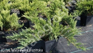 jałowiec sabiński 'Tam No Blight' - Juniperus sabina 'Tam No Blight' 