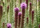 liatra kłosowa 'Kobold' - Liatris spicata 'Kobold' 
