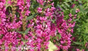 krwawnica pospolita 'Robert' - Lythrum salicaria 'Robert' 