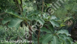 magnolia lekarska odm. dwuklapowa - Magnolia officinalis var. biloba 